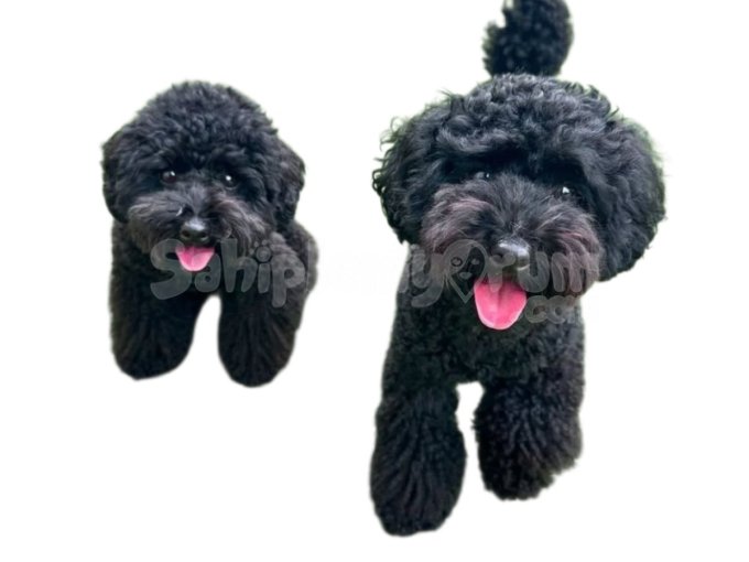 Izmir Toy Poodle Orjinal Kanis Uygun Fiyatlı Yavrular