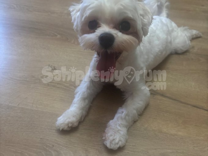 Sağlık Sorunları Sebebi Ile Sahiplendiriyorum
