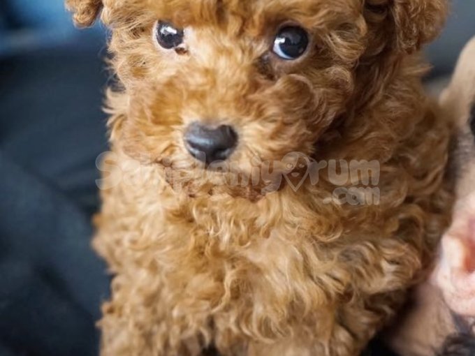 Minik Aşkınız Hazır! Safkan Toy Poodle Yavrular