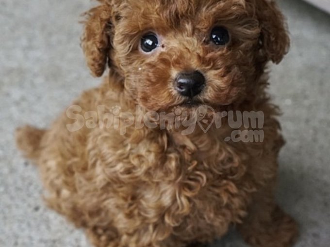 Veteriner Kontrollü, Aşıları Tam, Oyuncak Gibi Toy Poodle