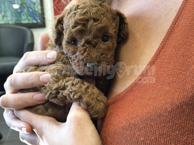 Cinsiyet Seçenekle! Mini Peluş Görünümlü Toy Poodle’lar