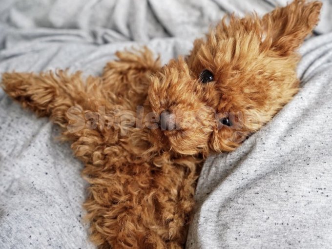 Mini Ayıcıklar Yeni Yuvalarını Arıyor! Safkan Toy Poodle
