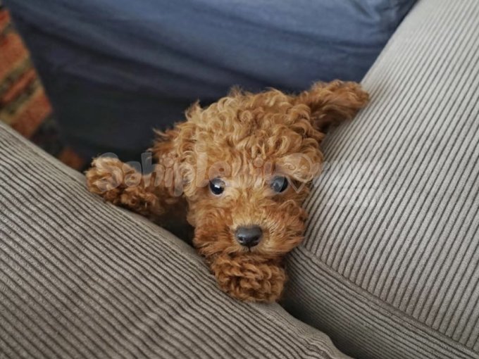 Kucak Köpeği Arayanlara Özel! Mini Peluş Toy Poodle’lar