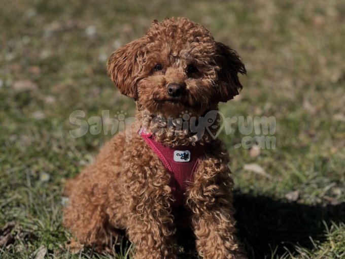 Sevgiyle Büyüdüler ! Şecereli Toy Poodle Yavrular