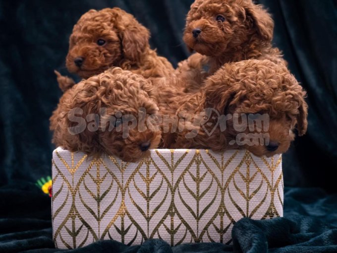 Dark Brown Toy Poodle Yavrular
