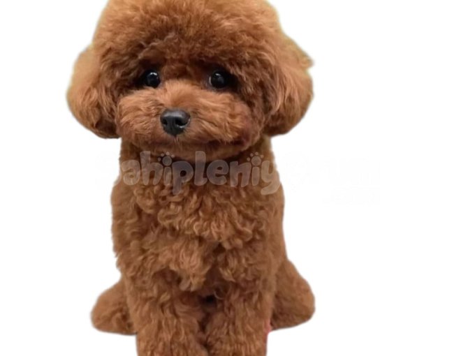 Toy Poodle Kore Yavruları En Uygun Fiyat Ile Istanbul
