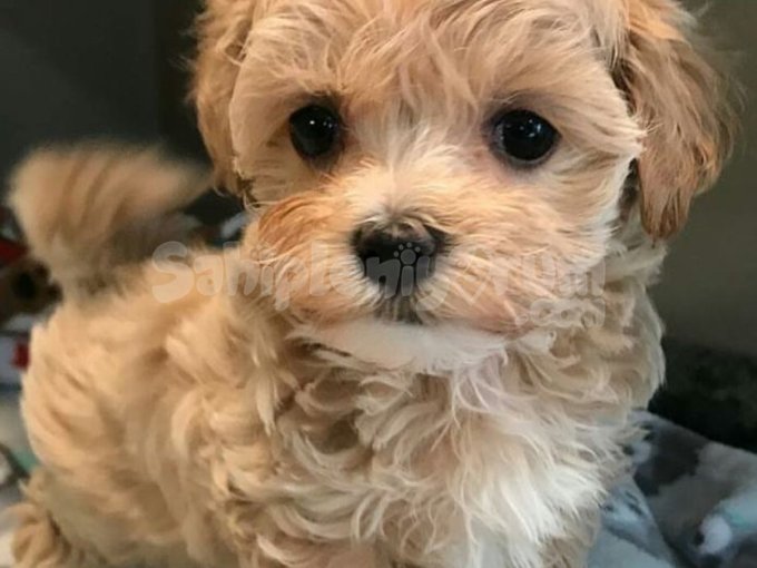 Sevimli  Yüzler Maltipoo Yavrular