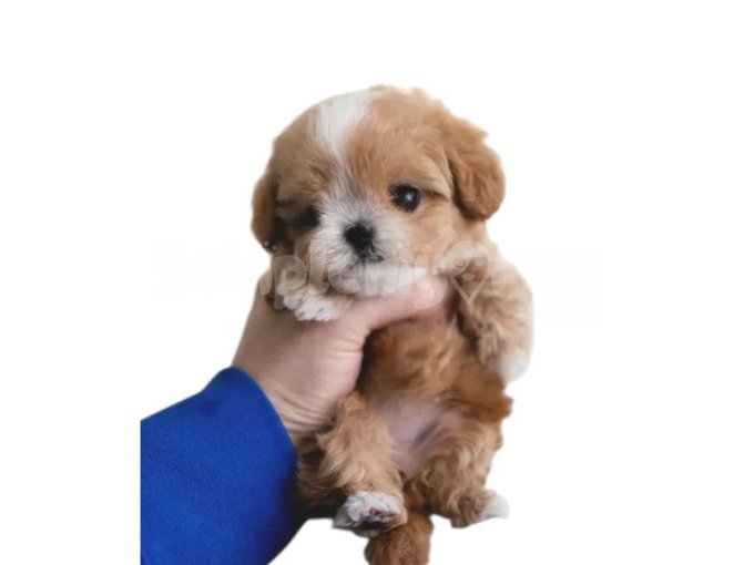 Kore Maltipoo Yavruları İstanbul Çift Renk