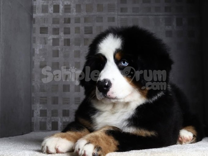 Minik Devler: Bernese Dağ Köpeği Yavruları”
