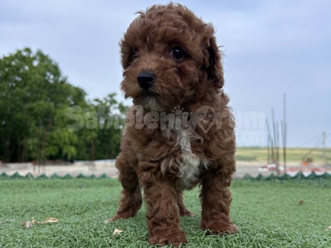 Sevimli Dişi Toy Poodle Bebekler