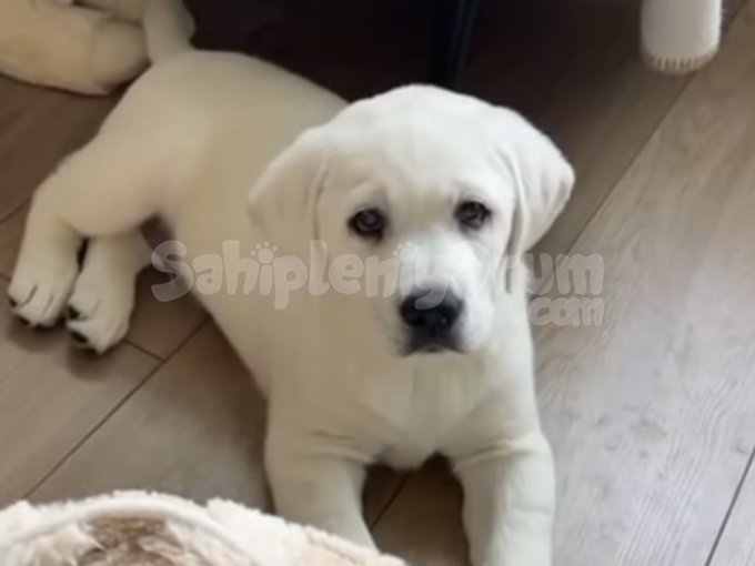 Labrador Yavrularımız Sahiplerini Bekliyor!