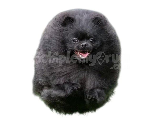 Siyah Orjinal Kore Pomeranian Ayi Suratli