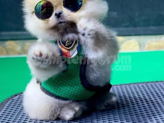 Minik Boy, Büyük Sevgi: Safkan Pomeranian Boo Yavruları