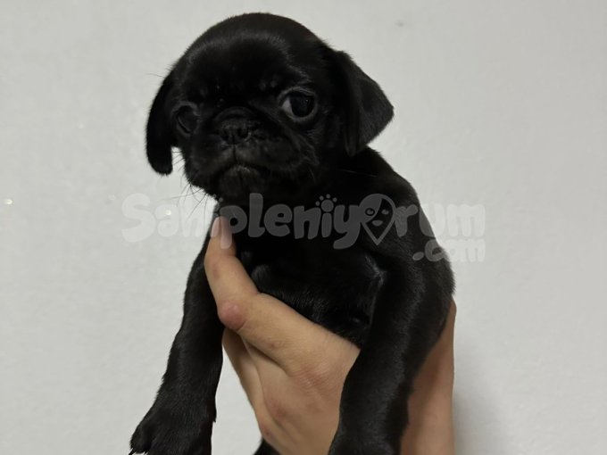 Ful Siyah Dişi Pug Yavrusu Yeni Yuvasını Arıyor