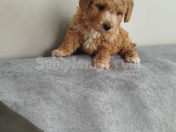 2.5 Aylık Yavru Maltipoo Malzemeleri  Yanında Verilicek