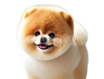 Kore Pomeranian Orjinal Mini Ayi Suratli