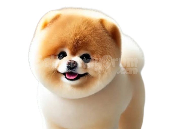 Kore Pomeranian Orjinal Mini Ayi Suratli