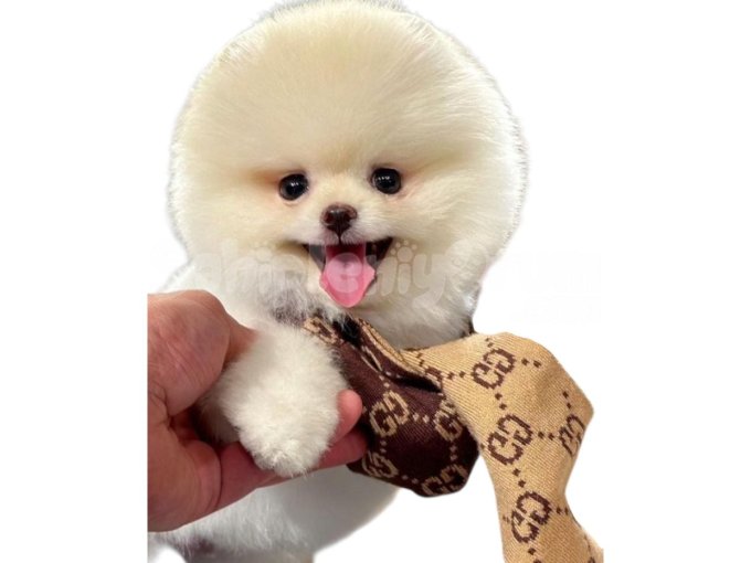 Ayı Suratlı Kore Pomeranian Boo İstanbul Yavru Boo