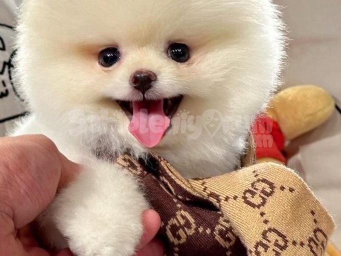 Pomeranian Boo Bebekler Geldiiii!