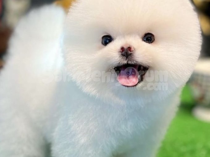 Vıp Pomeranian Boo Show Kalite !!