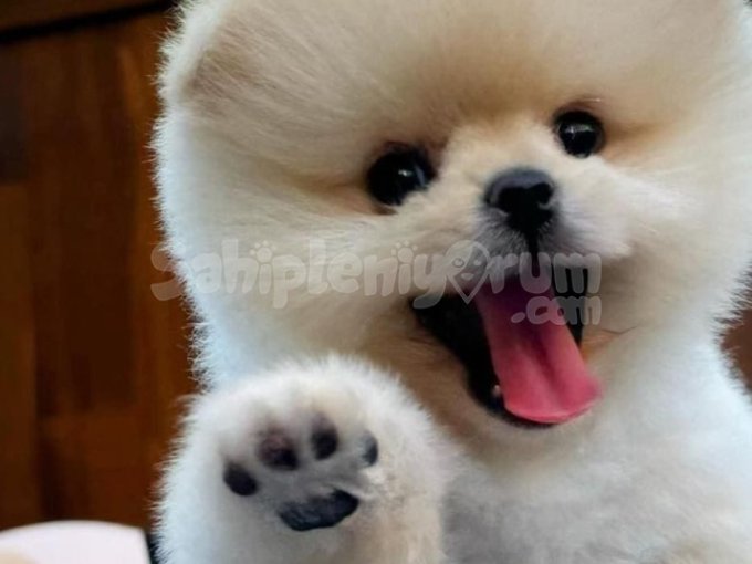 Show Kalite, Orjinal Pomeranian Boo Yavruları