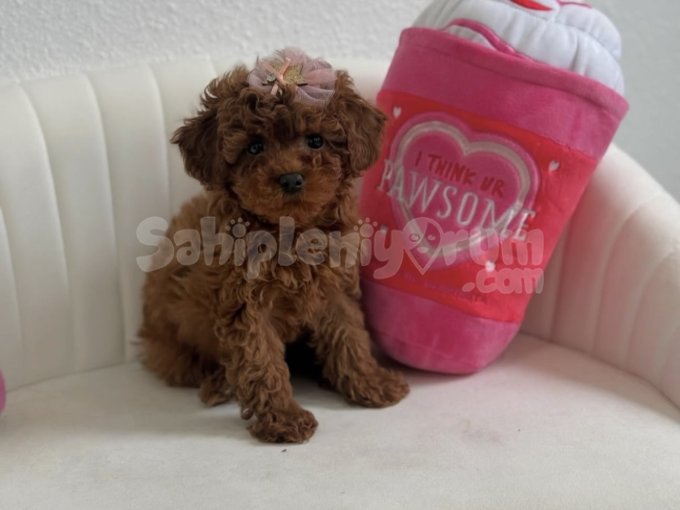Tüy Dökmeyen, Alerji Dostu Toy Poodle Yavruları
