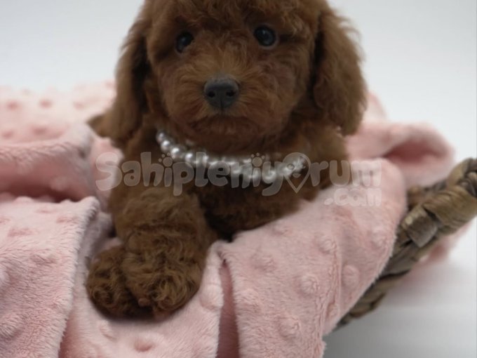 Oyuncak Gibi Sevimli Irk Garantili Toy Poodle Yavruları
