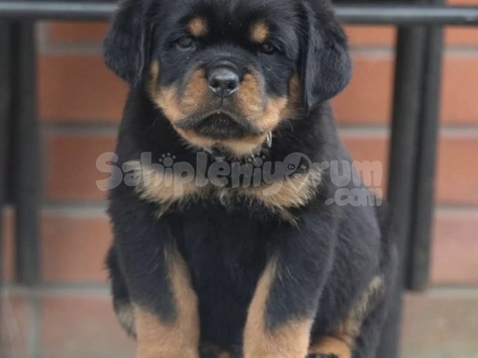 Koruma İçgüdüsü Yüksek, Sadık Rottweiler Yavruları