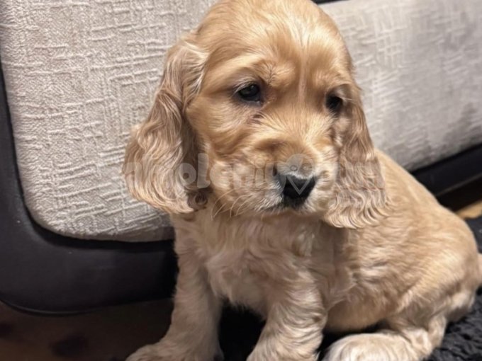 Uzun Kulaklı Neşe Kaynağı: American Cocker Spaniel Yavruları