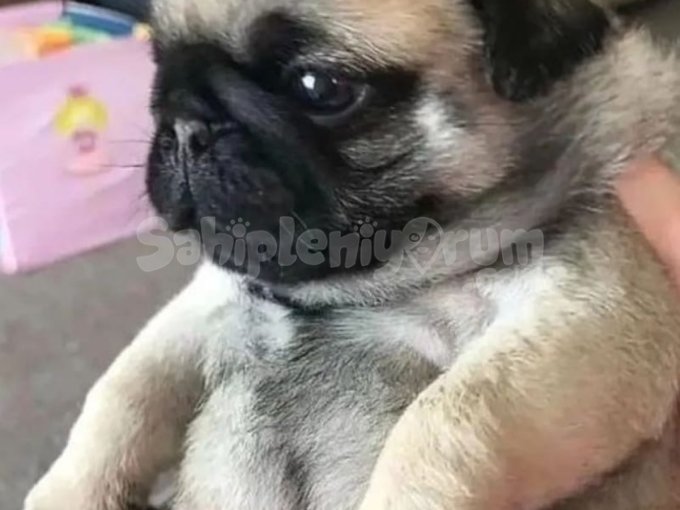 Burun Kıvıran Tatlılık! Safkan Pug Yavruları