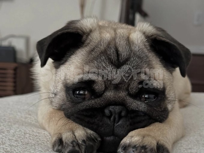 Tatlı Pug Yavrularımız Yeni Yuvayı Bekliyor