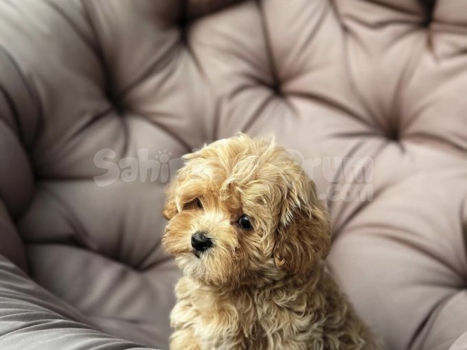 Kucak Düşkünü, Sevimli Maltipoo Yavruları