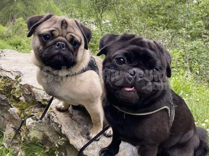 Pug Yavrusu Sevimli Ve Sağlıklı Yavrular