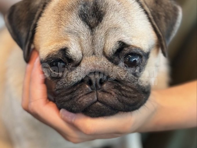 Safkan Pug Yavruları Irk Ve Sağlık Garantili