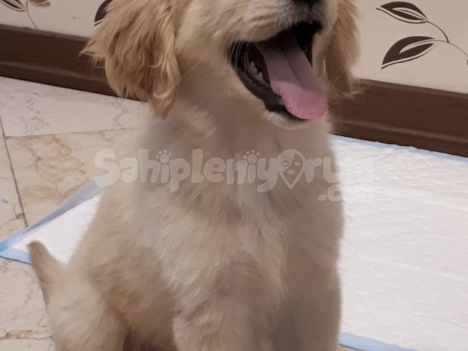 Oyuncu Ve Akıllı Golden Yavrularımız Sizleri Bekliyor
