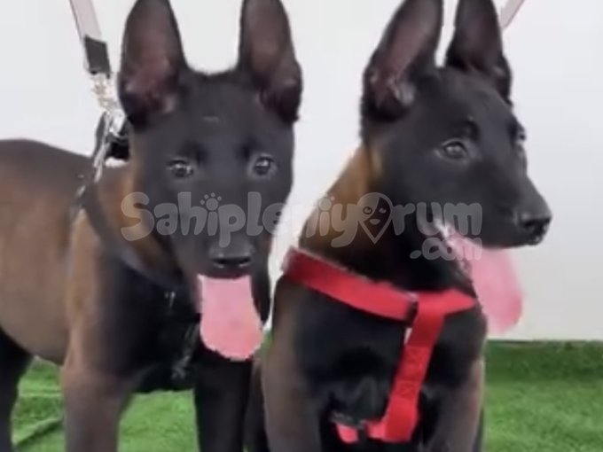 Üst Düzey Zeka Ve Enerji: Malinois Yavruları