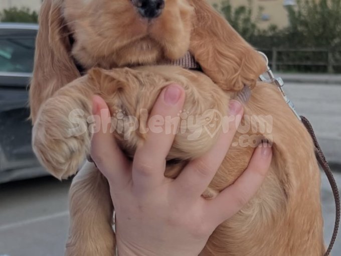 Sağlıklı Cocker Yavrularımız Yuvalarını Bekliyor