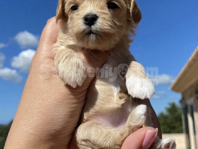 Minik Kalpleri Fethedecek Maltipoo Yavrularımız!