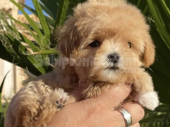 Maltipoo Yavrularımız Sizlerle Buluşuyor!