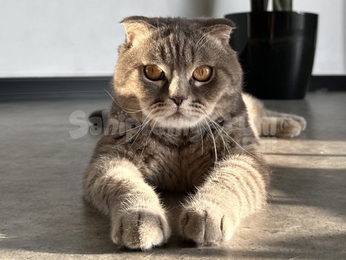 Scottish Fold Cinsi Yakışıklı Oğlumuza Yeni Yuva Arıyoruz