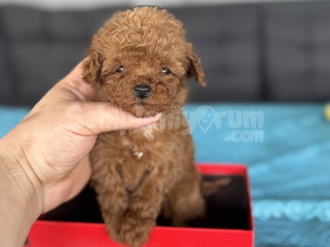 Kore Teacup En Küçüğünden Poodle Yavrumuz