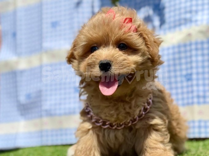 Kore Anne Babadan Maltipoo Yavrular