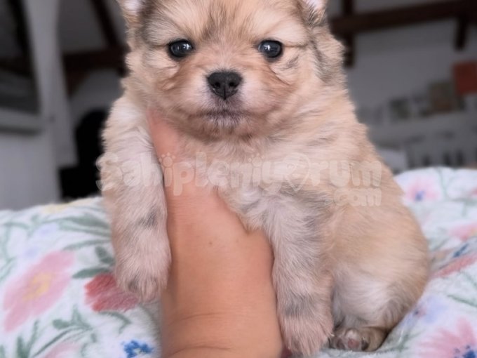 Mini Ayıcık Görünümlü Pomeranian Boo Yavruları