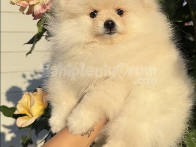 Pomeranian Boo Yavruları Yuvalarını Bekliyor