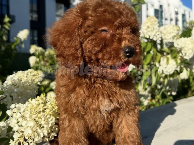 Toy Poodle Yavrular Belgeli & Mikroçipli