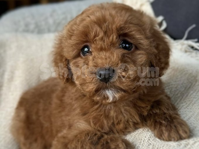 Oyuncu Ve Sevgi Dolu Toy Poodle Yavrular