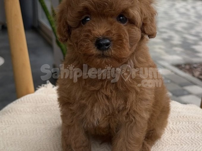 Birlikte Büyüyeceğiniz Sevimli Toy Poodle Yavrular