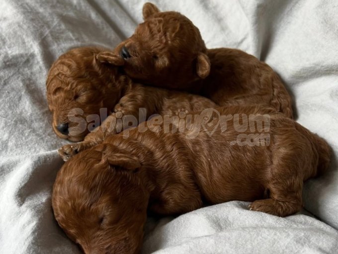 Ailenizin Yeni Üyesi Olacak Toy Poodle Bebekler