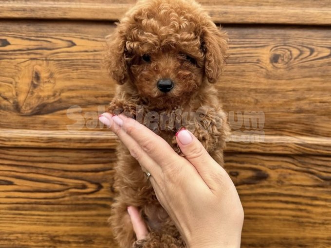 Safkan Toy Poodle Yavrularımız Yuvalarını Bekliyor
