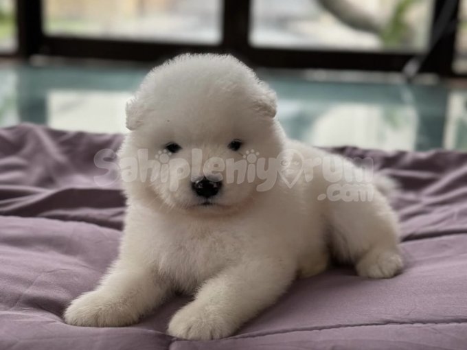 Bembeyaz Tüyleriyle Samoyed Yavruları